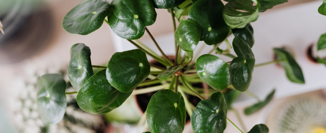 5 Easy Non-Toxic Home Swaps for Beginner Moms
