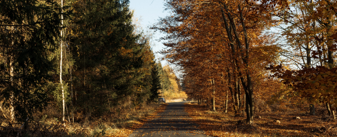 30 Screen-Free Fall Activities for Kids